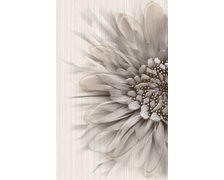 Zebrano gold dekor B 25x40 cm