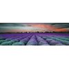 Ceramika Konskie Lavender field glass inserto dekor lesklý, rektifikovaný 25 x 75 cm